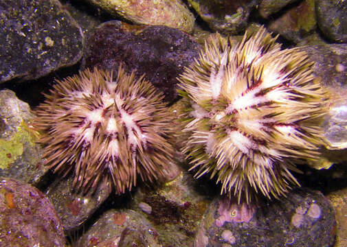 Image of Pseudoboletia maculata Troschel 1869