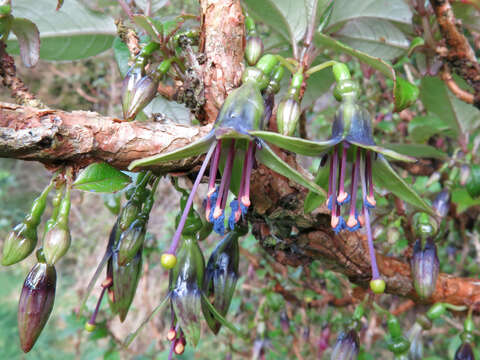 Imagem de Fuchsia excorticata (J. R. & G. Forst.) L. fil.