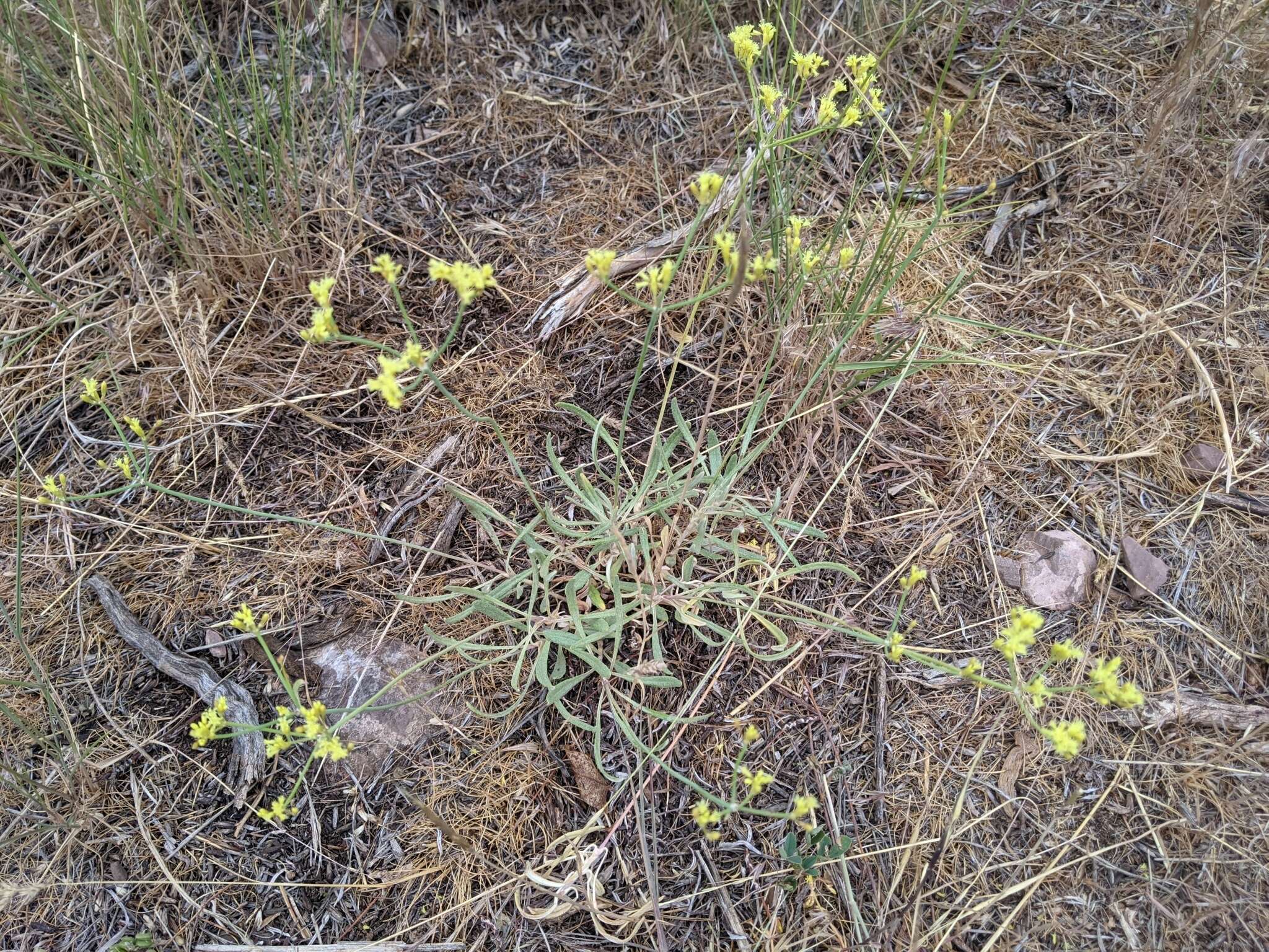 Plancia ëd Eriogonum brevicaule Nutt.