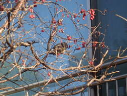 Image of Brown-eared Bulbul