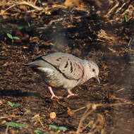 Image of Columbina passerina insularis (Ridgway 1888)