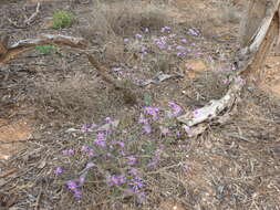 Image of splendid daisy-bush