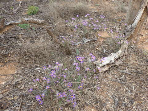 Image of Olearia magniflora F. Müll.