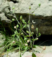 Image de Arenaria serpyllifolia subsp. cassia (Boiss.) R. Govaerts