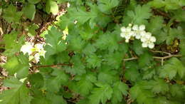 Image of Crataegus microphylla C. Koch