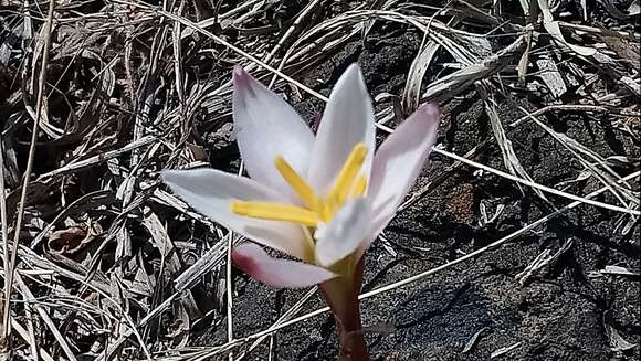 Imagem de Zephyranthes fosteri Traub