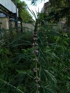 Image of Chinese motherwort