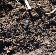 Image of Cicindela (Cicindela) campestris pontica Fischer von Waldheim 1828