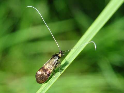 Image of Nemophora minimella Zeller 1853