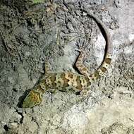 Image of Banded bent-toed Gecko