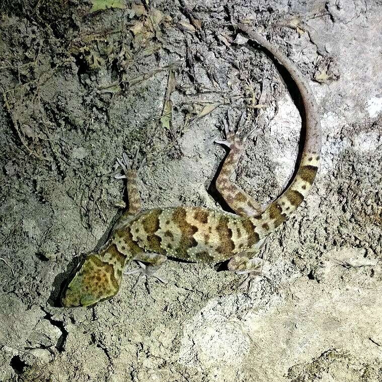 Image of Banded bent-toed Gecko