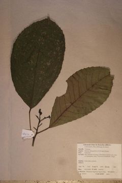 Image of <i>Rinorea oblongifolia</i> (C. H. Wright) Marquand