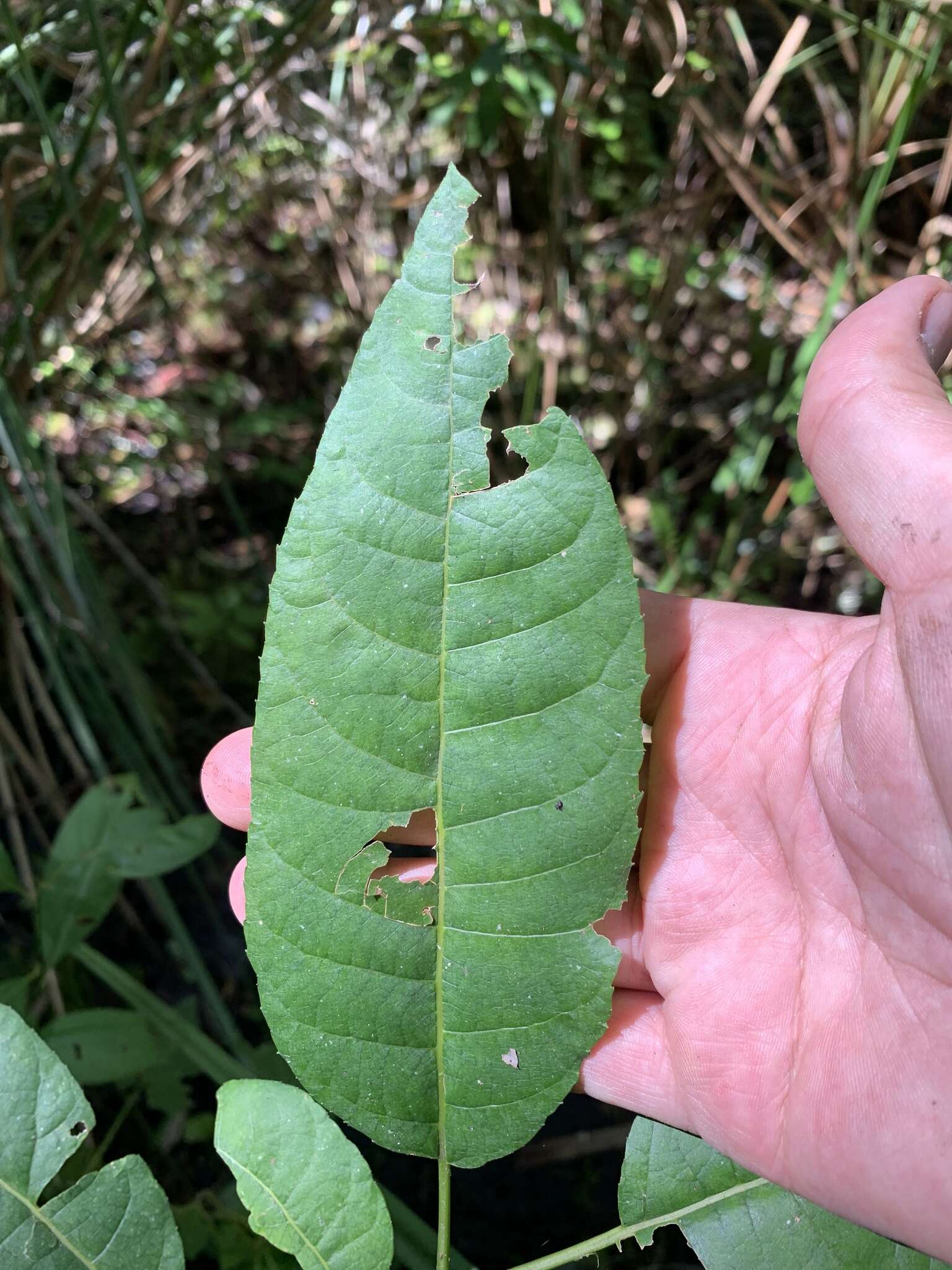 Sivun Salix floridana Chapm. kuva