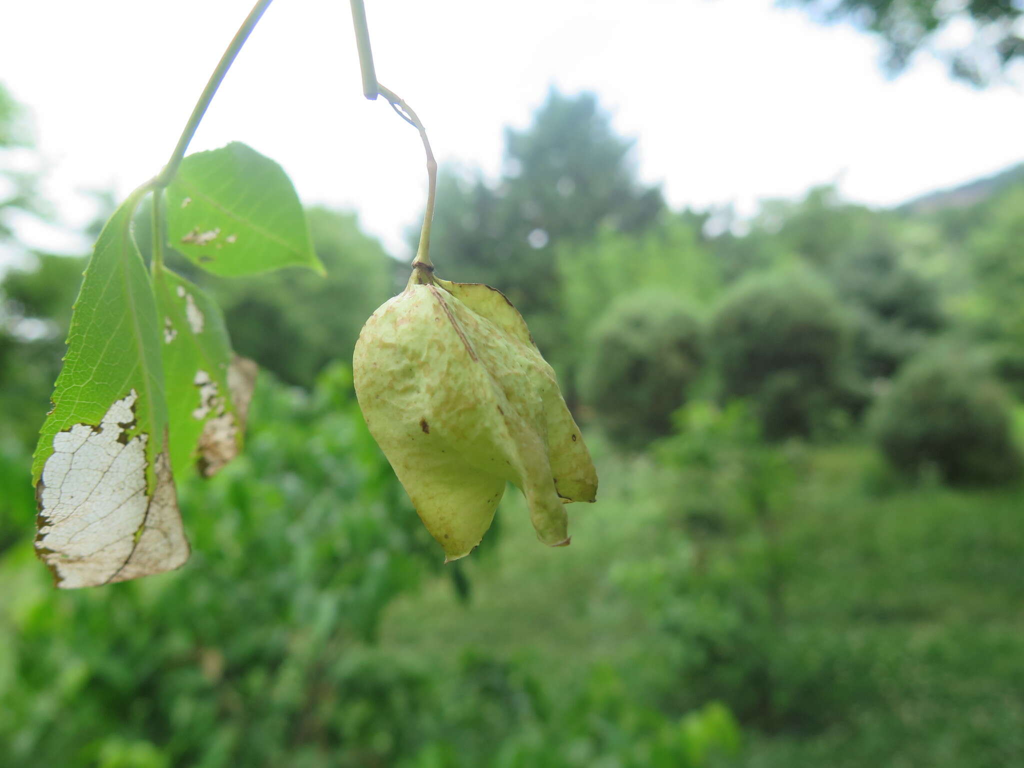 Staphylea holocarpa Hemsl.的圖片