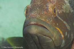 Epinephelus undulatostriatus (Peters 1866)的圖片