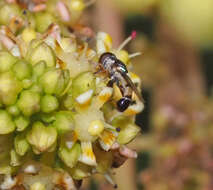 Image of Syrphid fly