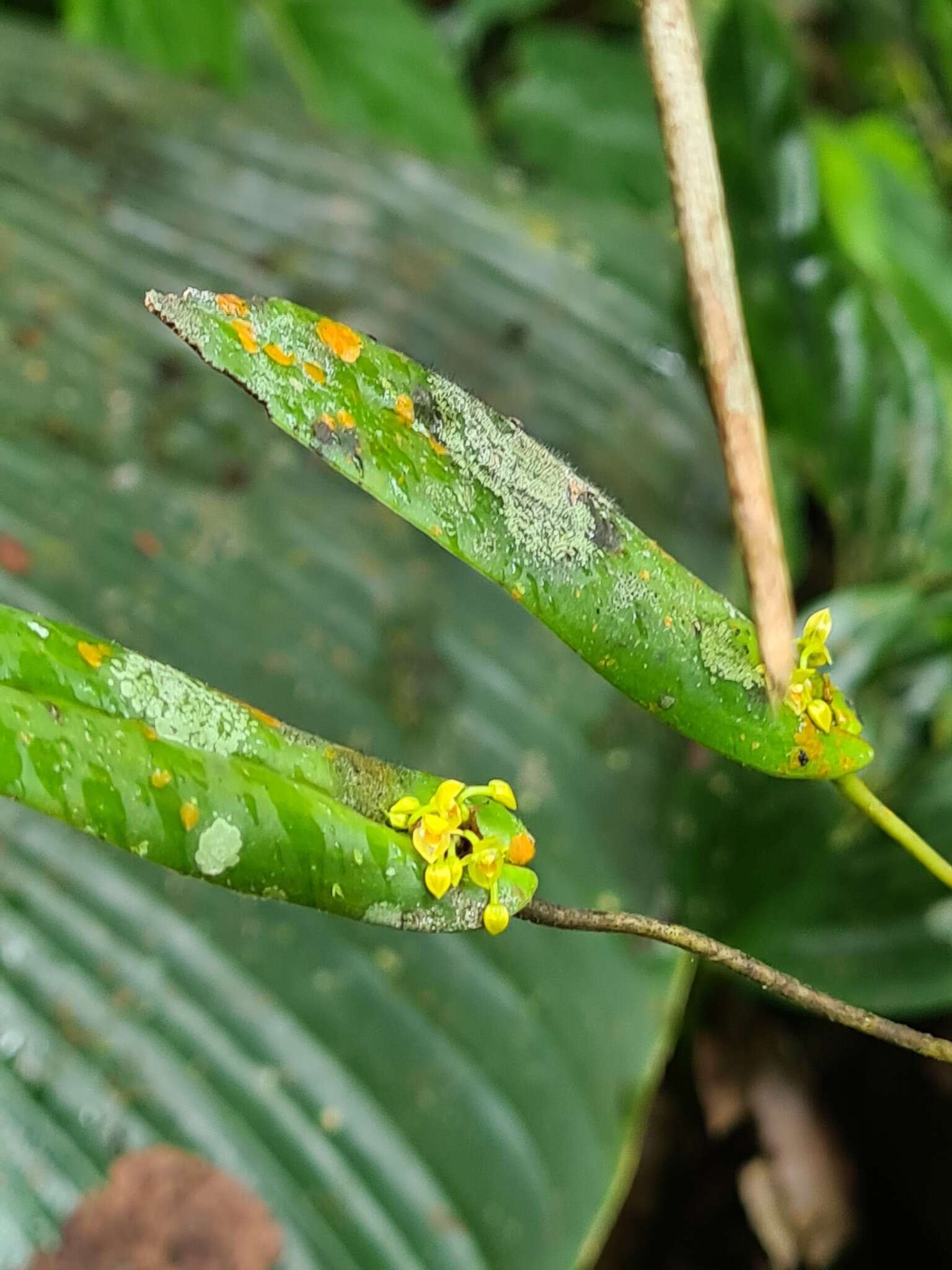 Image of Pleurothallis dibolia Luer