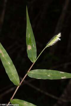 Image of Chasechloa madagascariensis (Baker) A. Camus