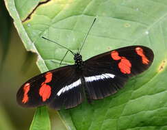 Image de Heliconius telesiphe Doubleday (1847)