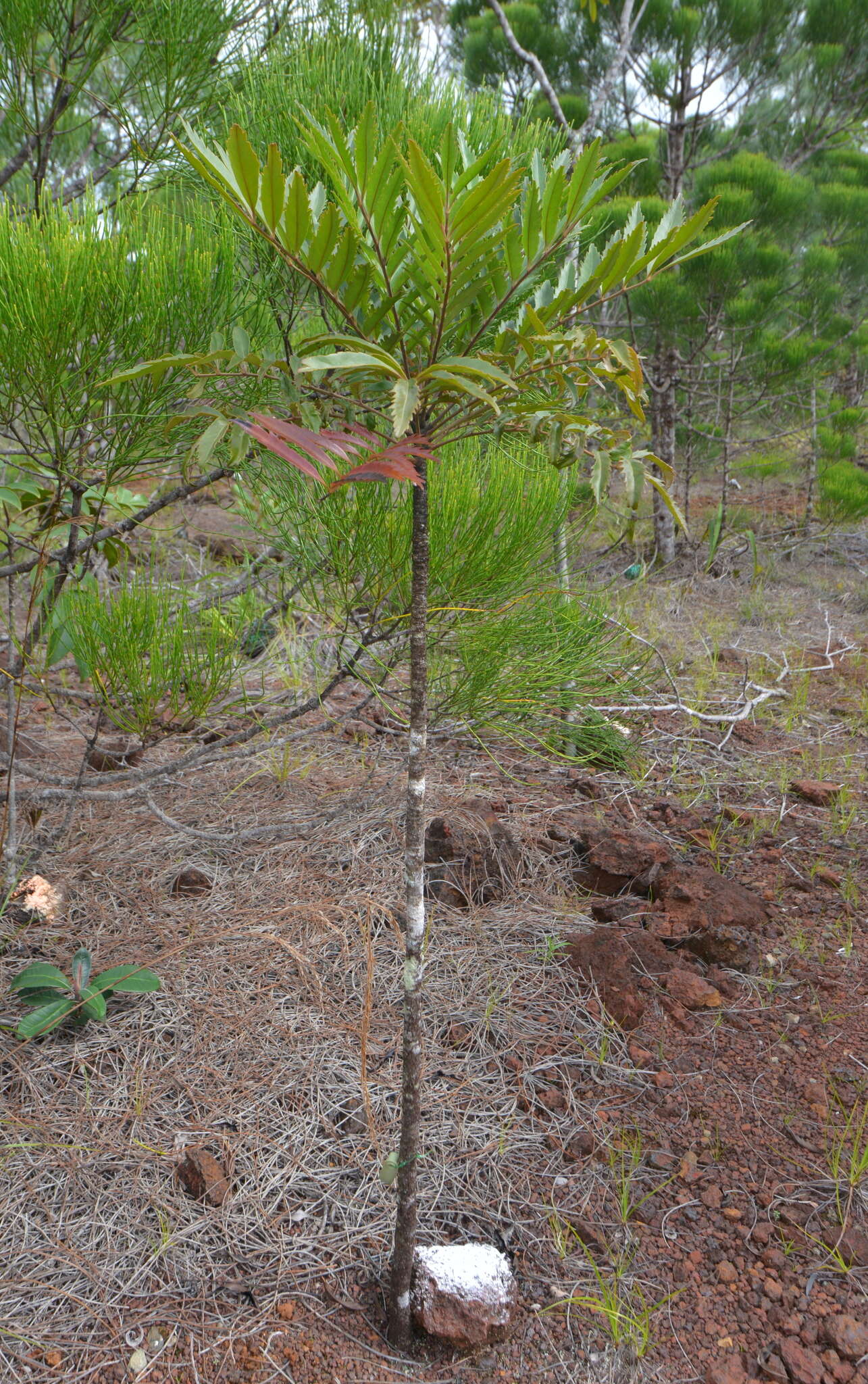 Image of Myodocarpus fraxinifolius Brongn. & Gris