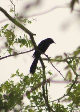 Plancia ëd Melaenornis edolioides (Swainson 1837)