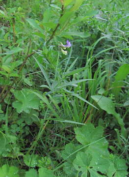 Lathyrus digitatus (M. Bieb.) Fiori resmi