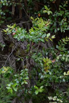 Image of Northern rātā