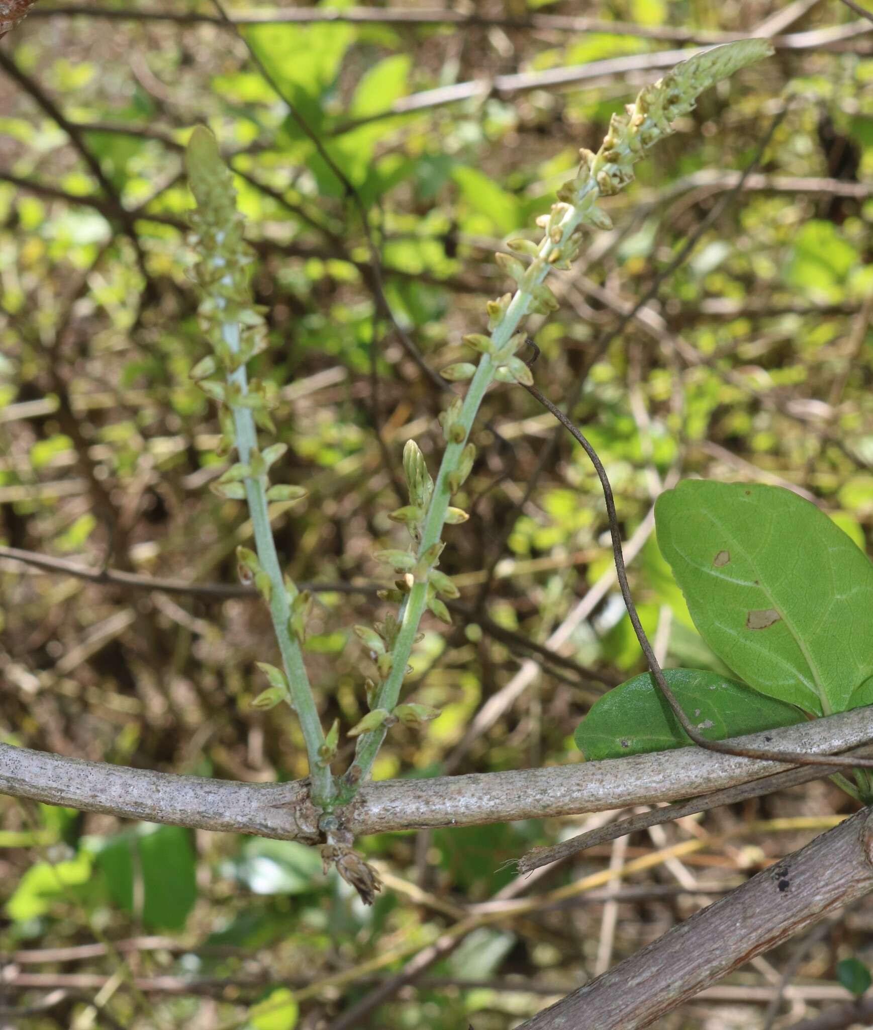 Image of Pueraria tuberosa (Willd.) DC.