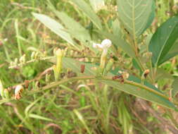 Image de Citharexylum myrianthum Cham.