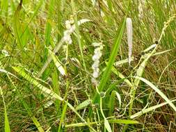 Image of simplestem bur-reed