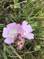 Image de Sidalcea calycosa subsp. rhizomata (Jeps.) S. R. Hill