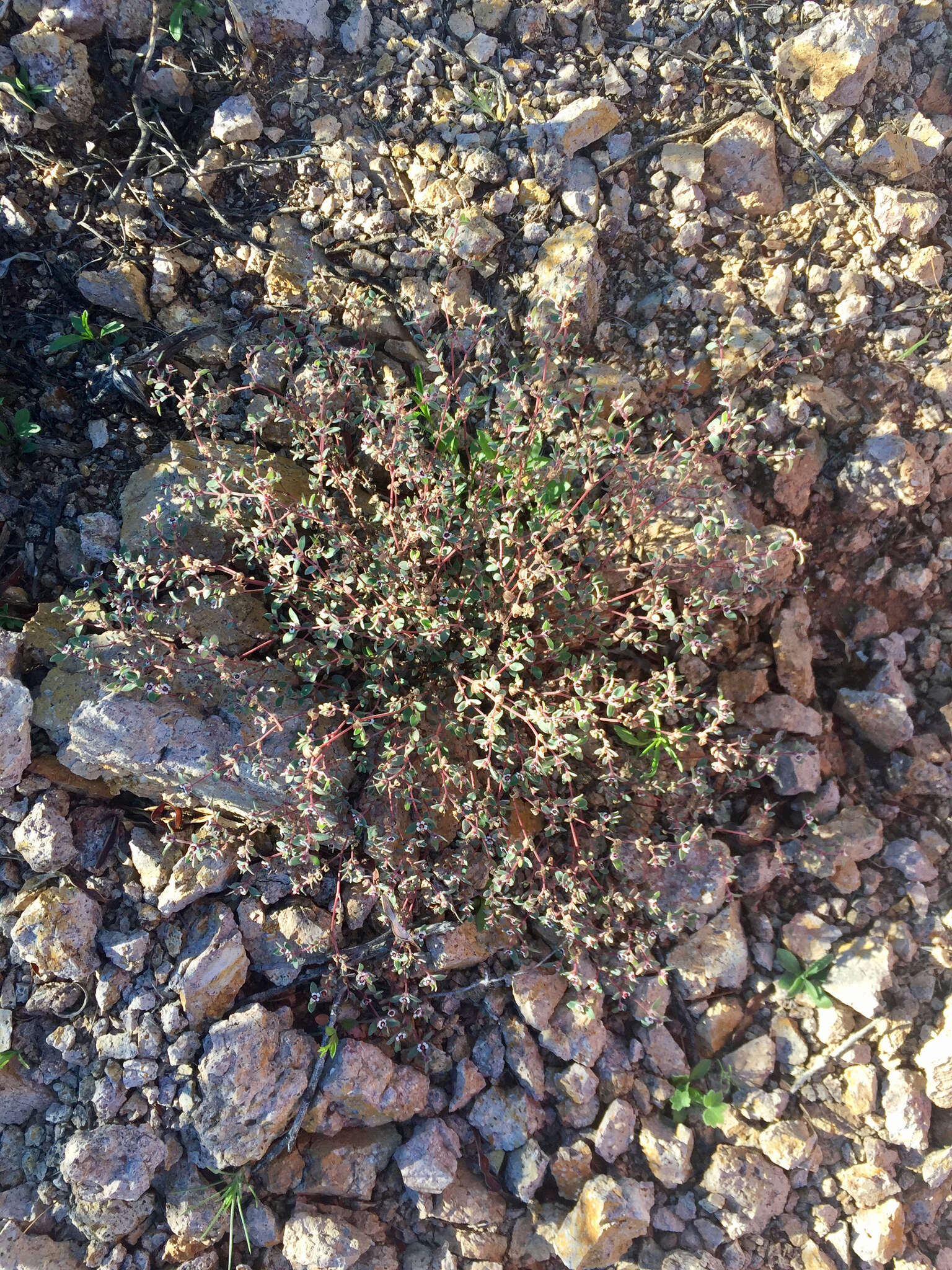 Imagem de Euphorbia melanadenia Torr. & A. Gray