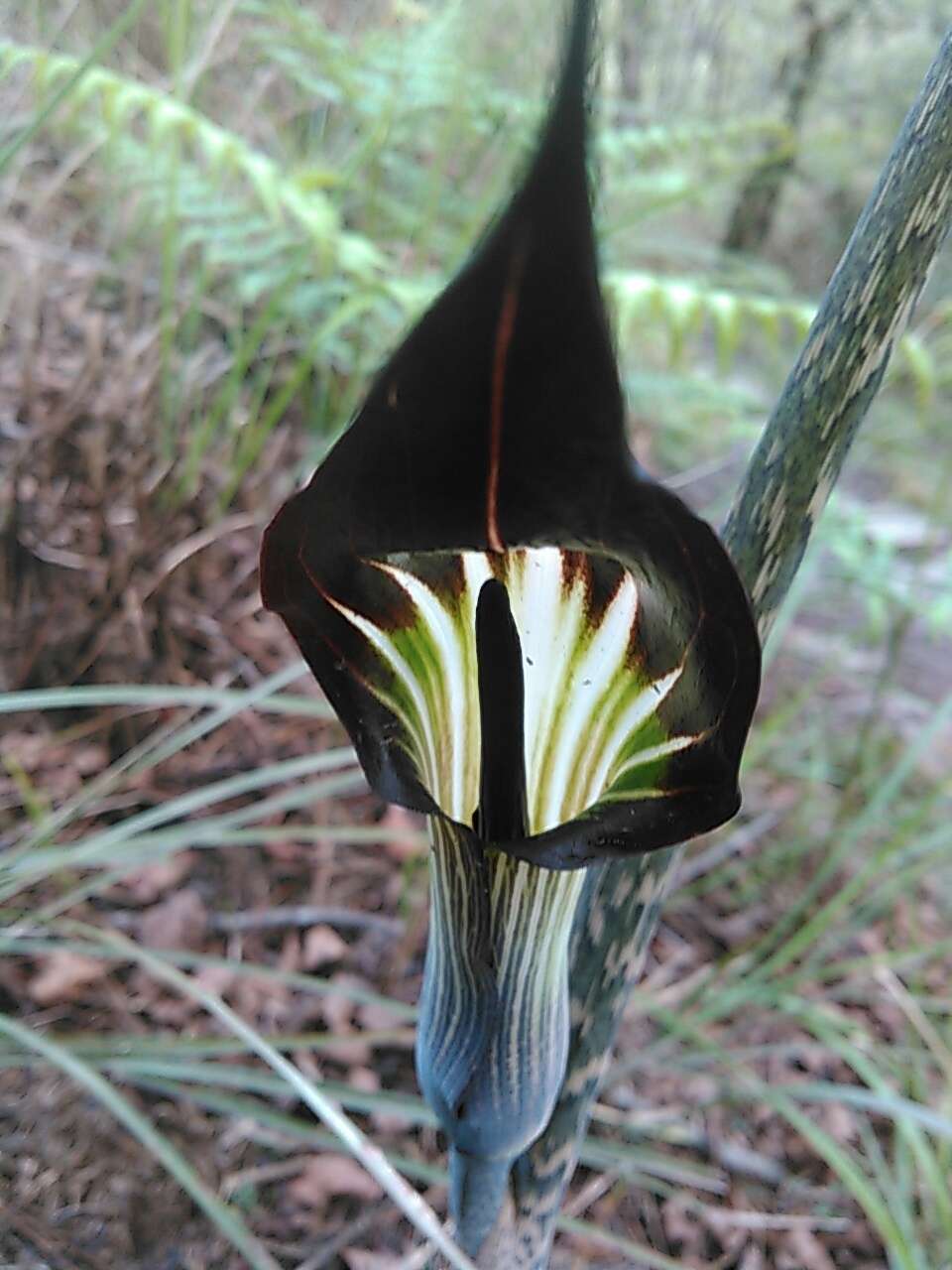 Image of Arisaema consanguineum Schott