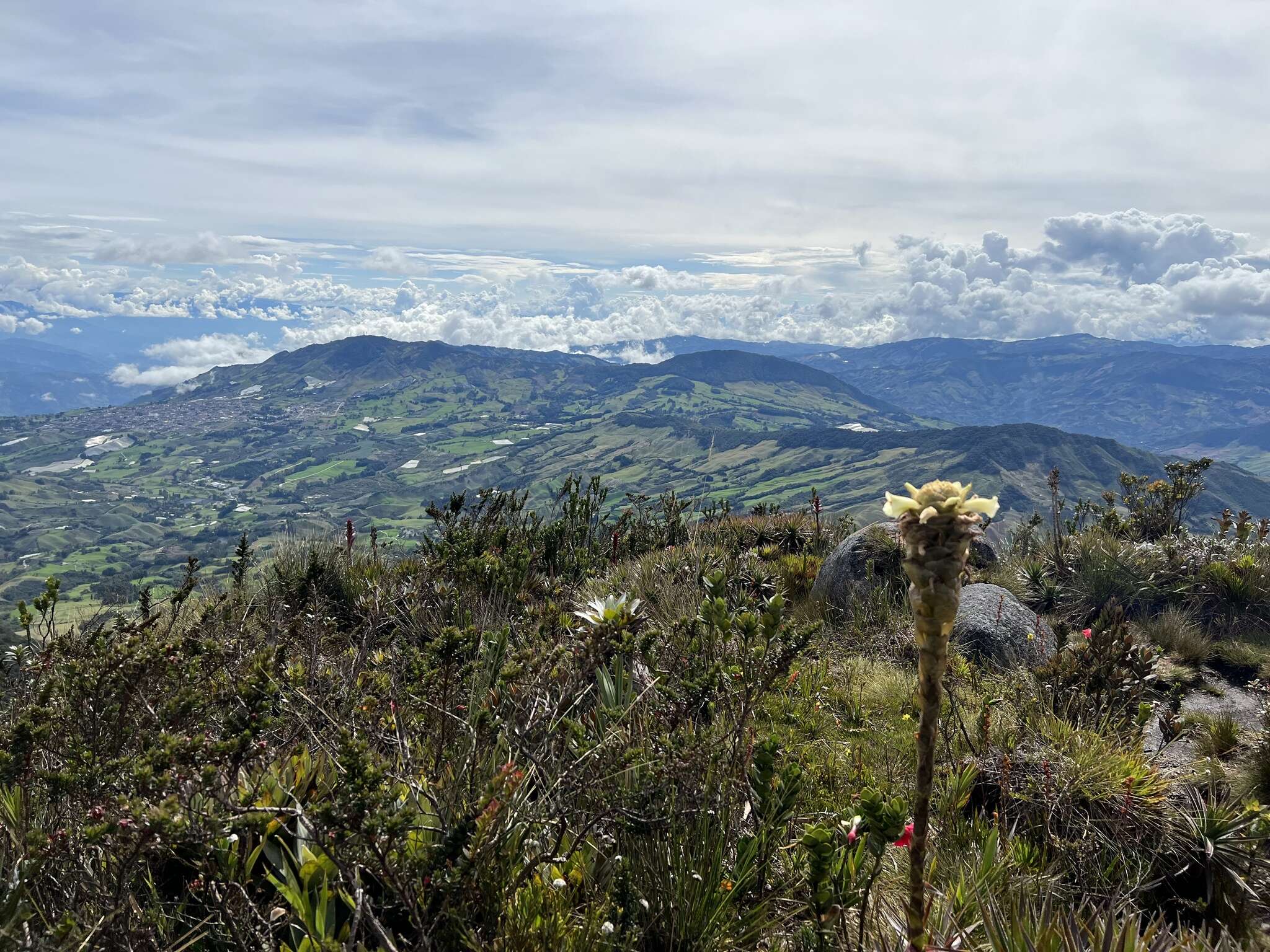 Imagem de Puya ochroleuca Betancur & Callejas