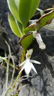 Plancia ëd Jumellea arborescens H. Perrier