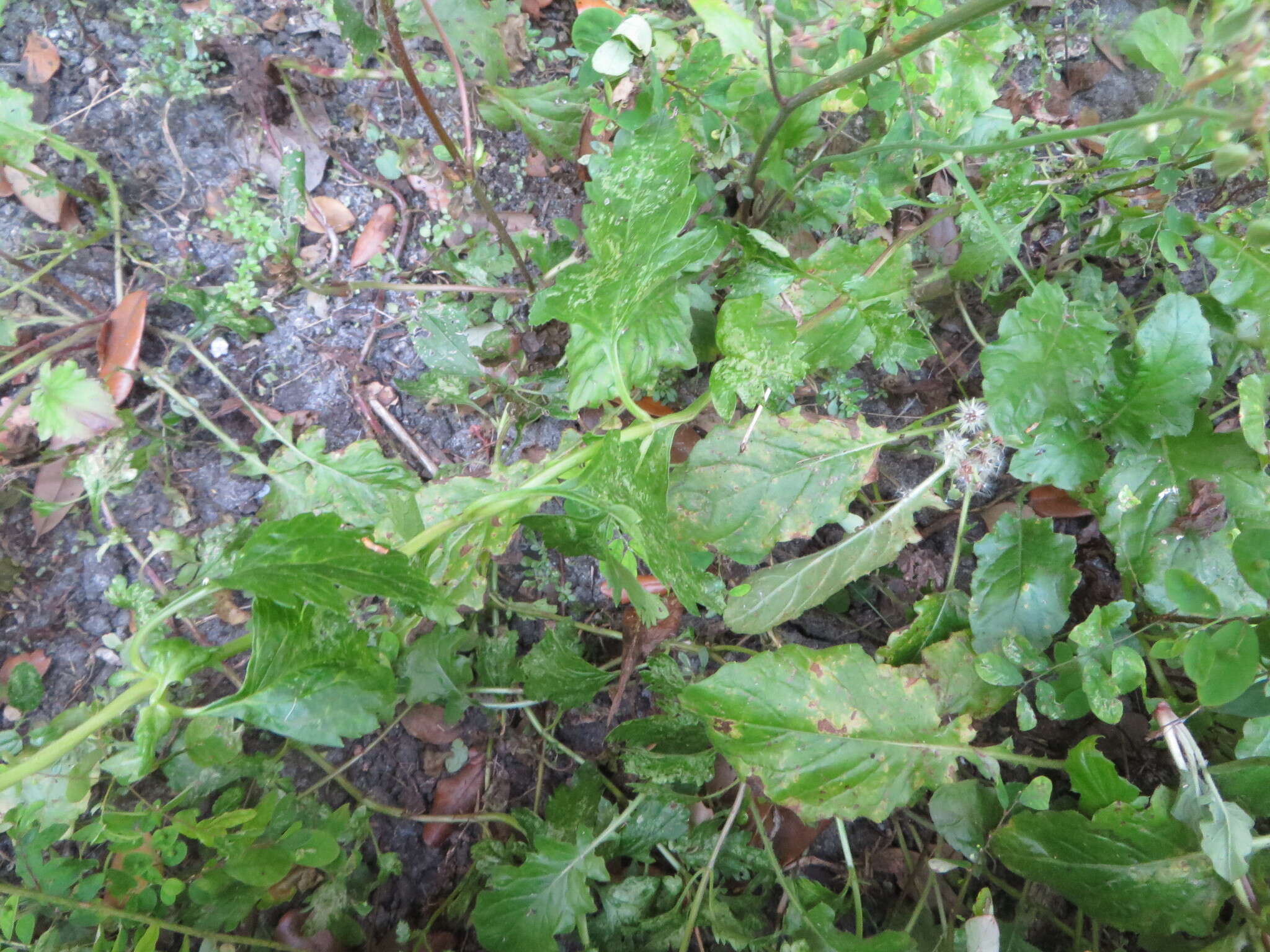 Imagem de Glandularia maritima (Small) Small