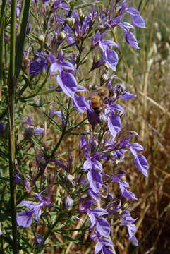 Image of Teucrium procerum Boiss. & Blanche