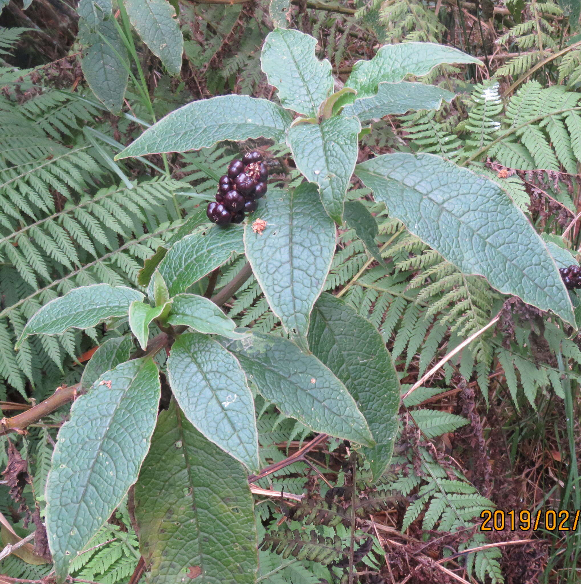 Image of Hawai'i pokeweed