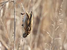 Image of Northern Reed Bunting