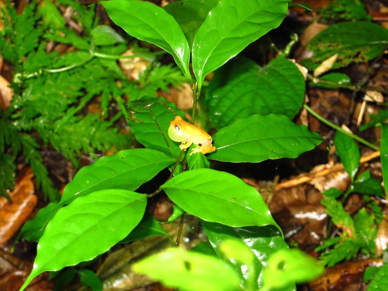 Image of Hourglass Treefrog