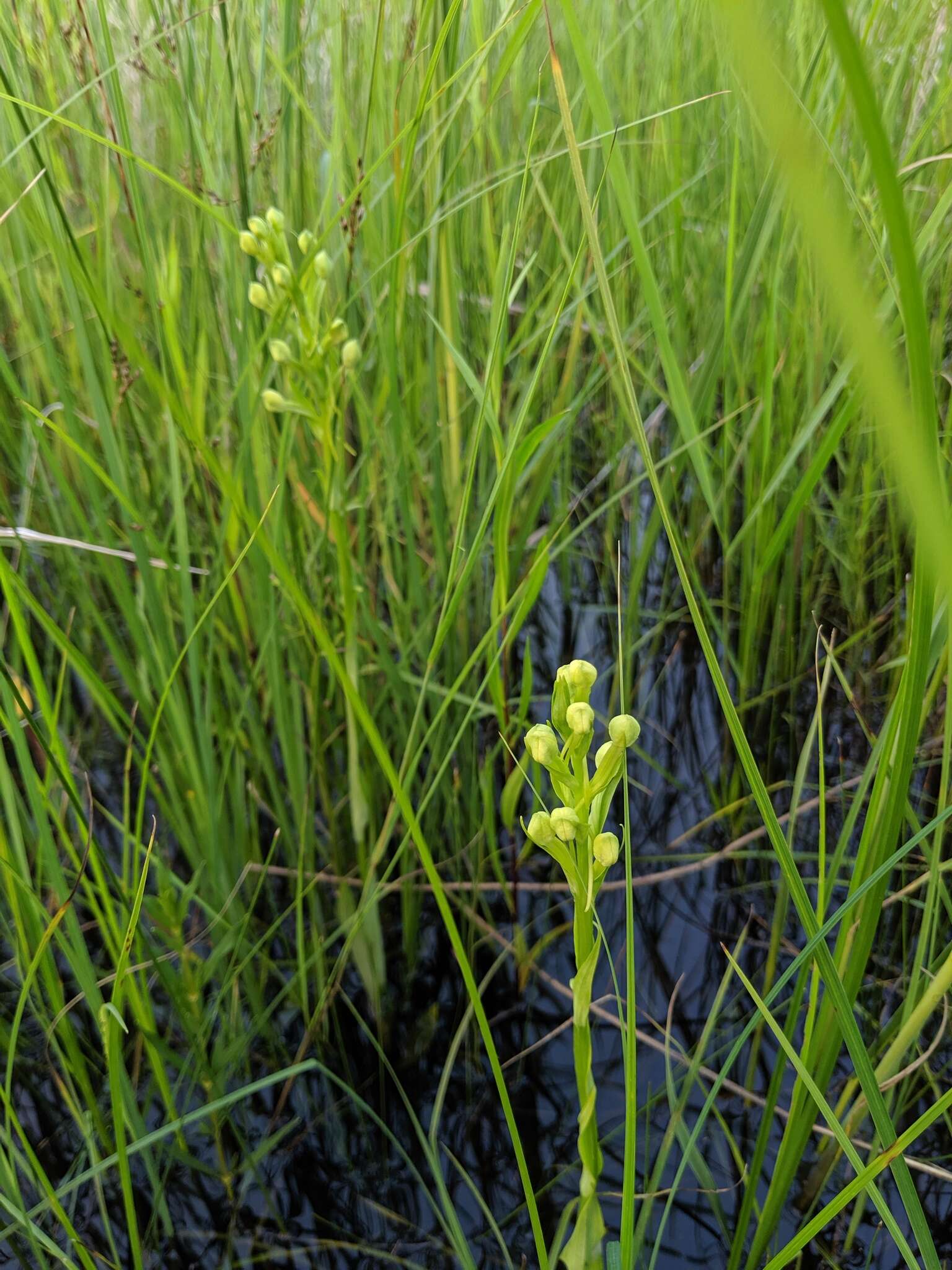 Image of Eastern prairie fringed orchid