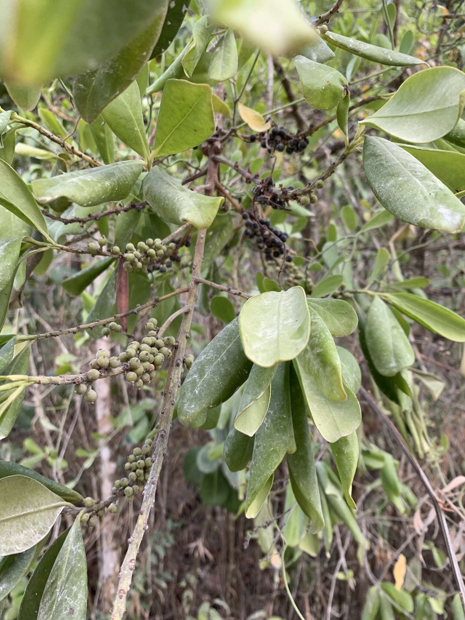 Image of Myrsine juergensenii (Mez) J. M. Ricketson & J. J. Pipoly