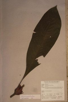 Image of <i>Stipularia africana</i> P. Beauv.