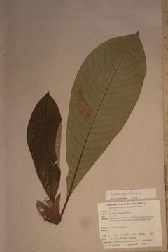 Image of <i>Stipularia africana</i> P. Beauv.