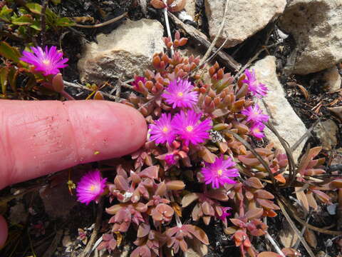 Imagem de Delosperma mariae L. Bol.