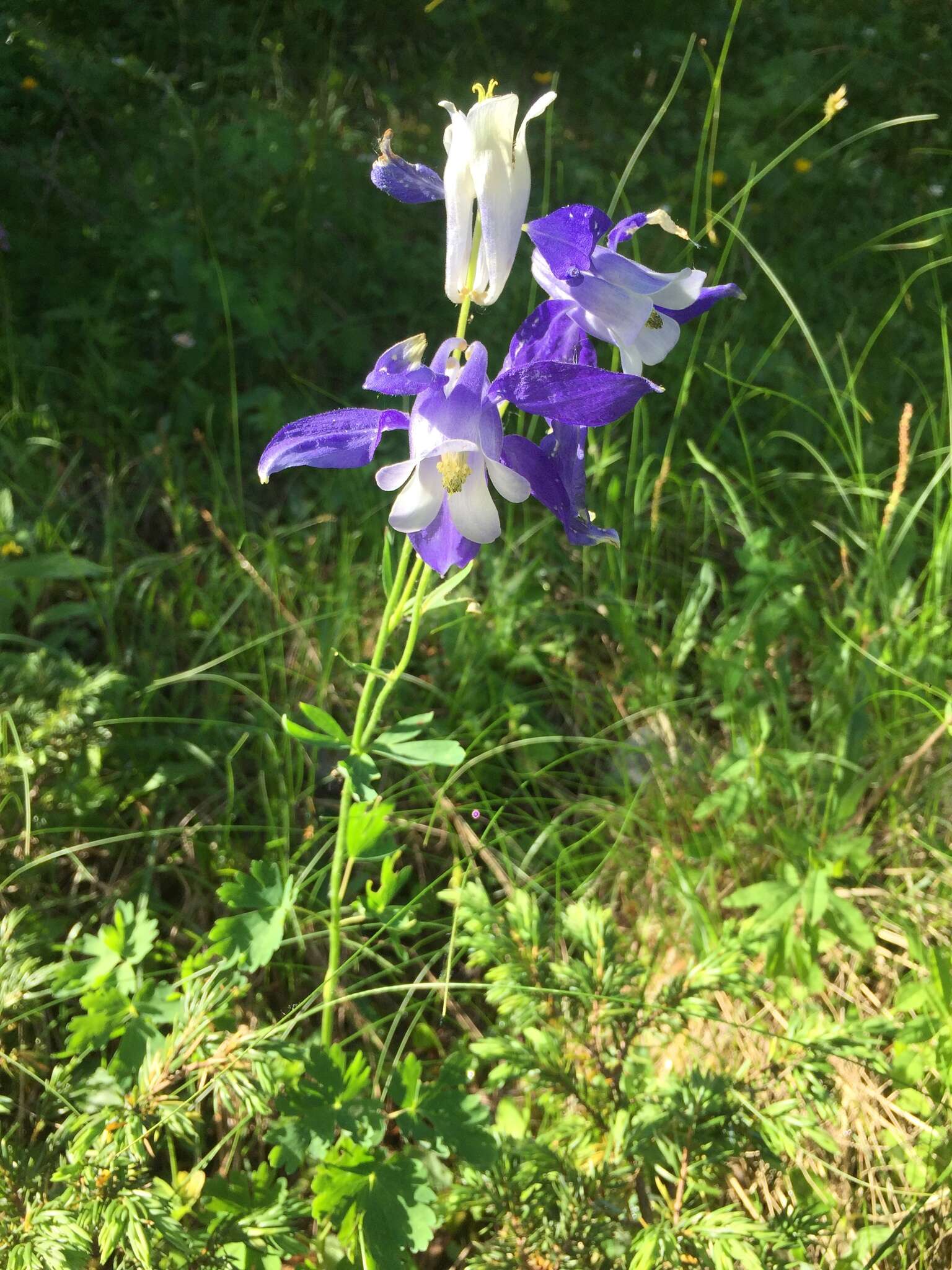 Aquilegia alpina L. resmi