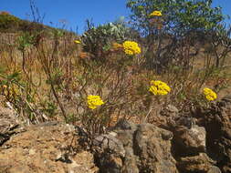 Plancia ëd Gonospermum fruticosum Less.