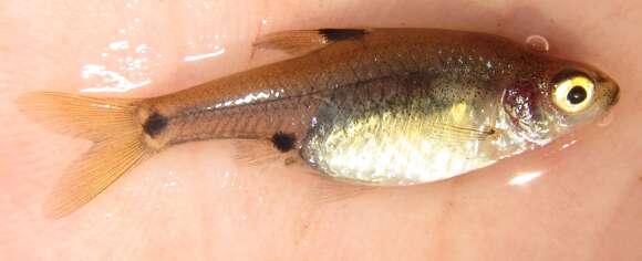 Image of Sickle barb