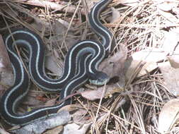 Image of Thamnophis elegans elegans (Baird & Girard 1853)