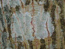 Image of rim lichen